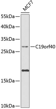 Western blot - C19orf40 Polyclonal Antibody 