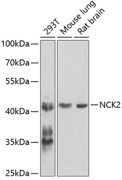 Western blot - NCK2 Polyclonal Antibody 