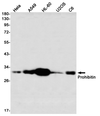 Western blot detection of Prohibitin in Hela,A549,HL-60,U2OS,C6 using Prohibitin Rabbit mAb(1:1000 diluted)