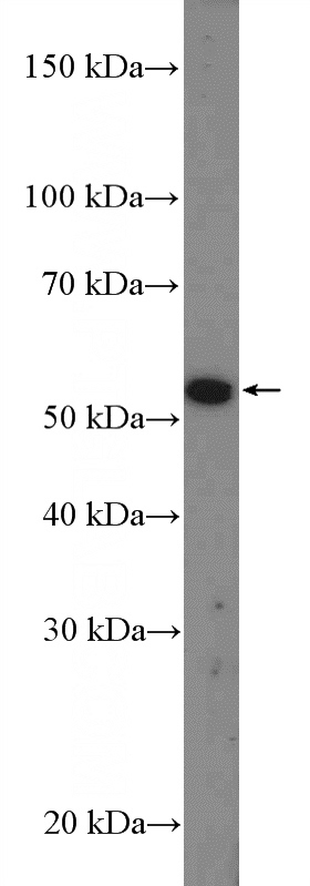 mouse testis tissue were subjected to SDS PAGE followed by western blot with Catalog No:111822(IQCD Antibody) at dilution of 1:1000