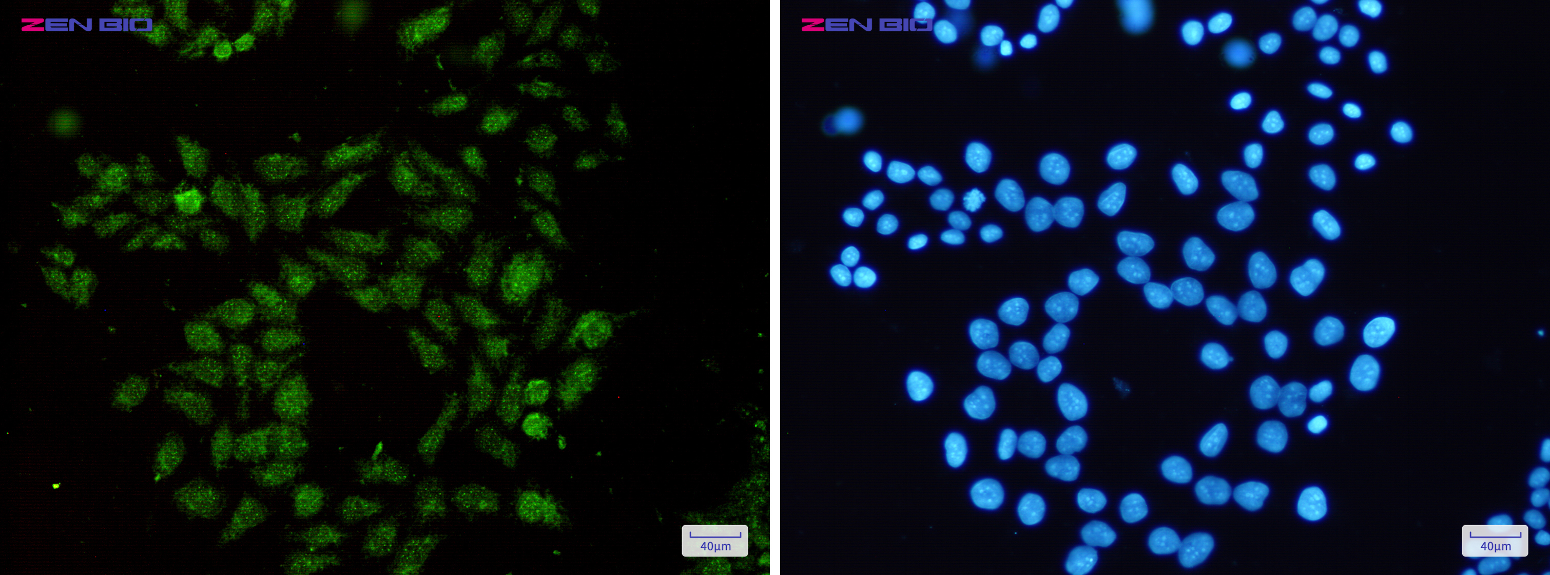 Immunocytochemistry of RAP1GAP(green) in Hela cells using RAP1GAP Rabbit pAb at dilution 1/50, and DAPI(blue)