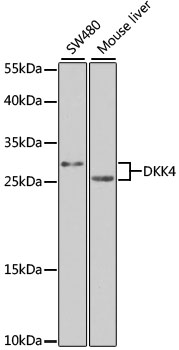 Western blot - DKK4 Polyclonal Antibody 