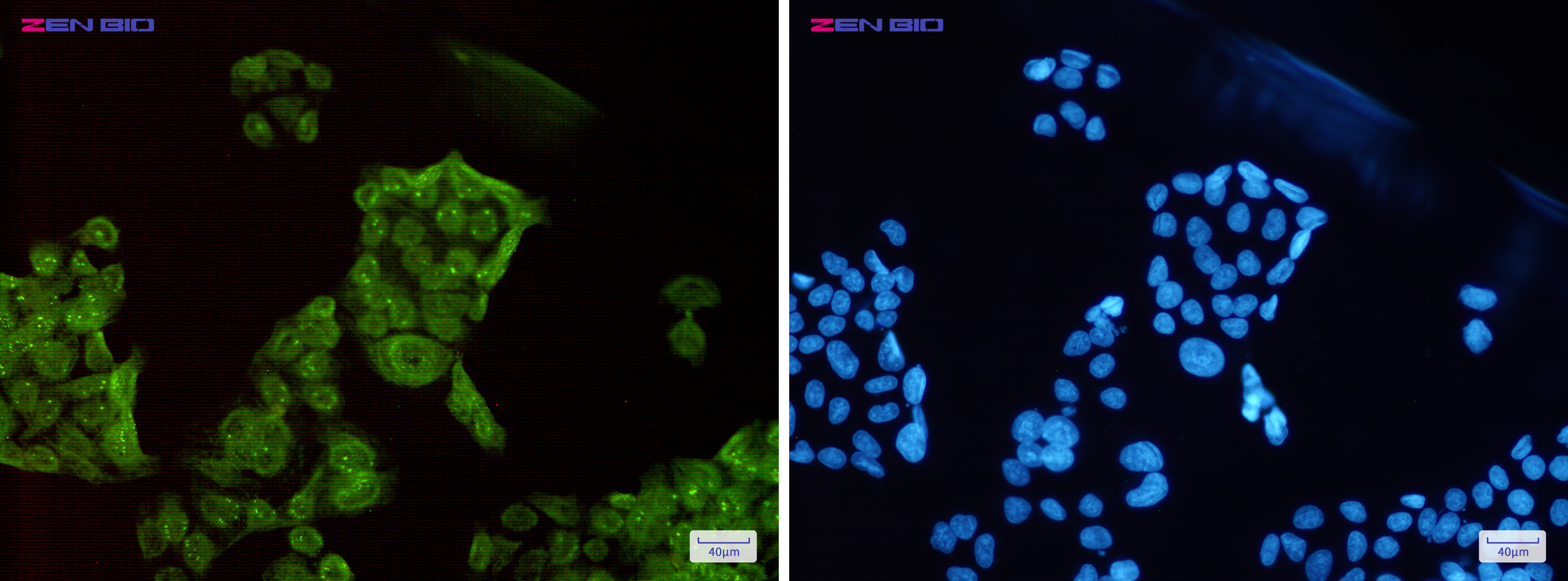 Immunocytochemistry of SET(green) in Hela cells using SET Rabbit pAb at dilution 1/50, and DAPI(blue)