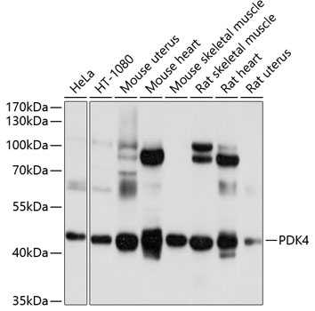 Western blot - PDK4 Polyclonal Antibody 