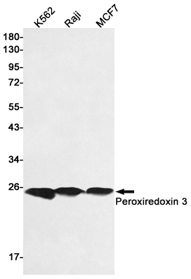 Western blot detection of Peroxiredoxin 3 in K562,Raji,MCF7 cell lysates using Peroxiredoxin 3 Rabbit pAb(1:1000 diluted).Predicted band size:26kDa.Observed band size:26kDa.