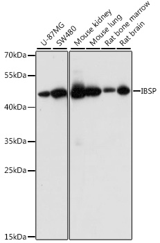 Western blot - IBSP Polyclonal Antibody 