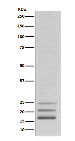 Western blot analysis of FGF2 expression in K562 cell lysate.
