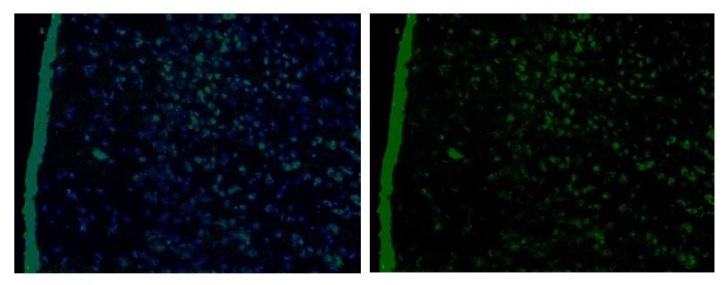 Immunofluorescent analysis of Rat brain tissue, using eNOS Antibody .