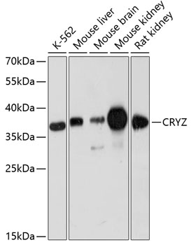 Western blot - CRYZ Polyclonal Antibody 