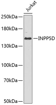 Western blot - INPP5D Polyclonal Antibody 