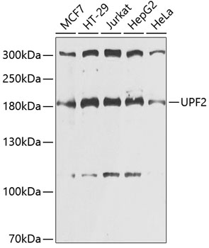 Western blot - UPF2 Polyclonal Antibody 
