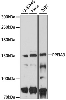 Western blot - PPFIA3 Polyclonal Antibody 