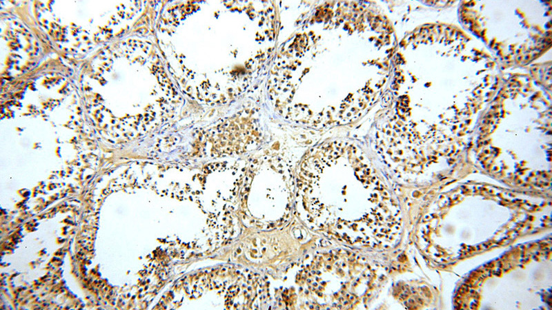 Immunohistochemical of paraffin-embedded human testis using Catalog No:111245(GTPBP5 antibody) at dilution of 1:100 (under 10x lens)