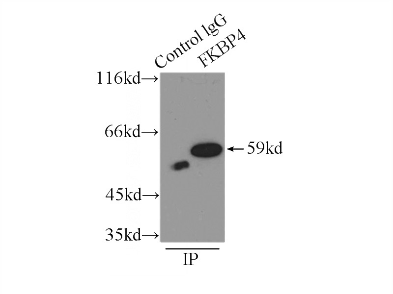 IP Result of anti-FKBP52 (IP:Catalog No:110676, 3ug; Detection:Catalog No:110676 1:1000) with HeLa cells lysate 3000ug.