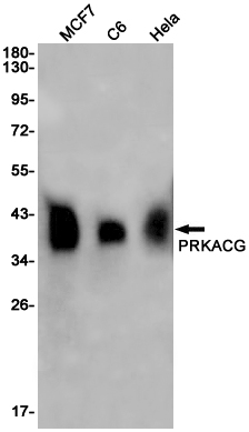 Western blot detection of PRKACG in MCF7,C6,Hela cell lysates using PRKACG Rabbit pAb(1:1000 diluted).Predicted band size:40KDa.Observed band size:40KDa.