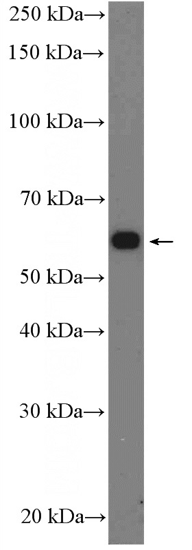 HL-60 cells were subjected to SDS PAGE followed by western blot with Catalog No:108780(C6orf150 Antibody) at dilution of 1:600