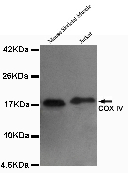 Western blot detection of COX IV in Mouse skeletal muscel and Jurkat lysates using COX IV mouse mAb (1:1000 diluted). Predicted band size: 17KDa.Observed band size: 17KDa.