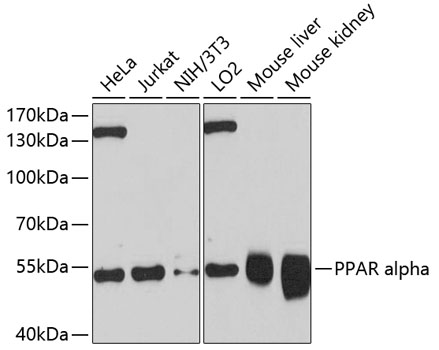 Western blot - PPAR alpha Monoclonal Antibody 