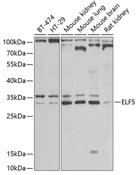 Western blot - ELF5 Polyclonal Antibody 