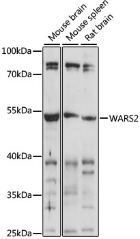 Western blot - WARS2 Polyclonal Antibody 