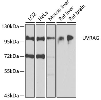 Western blot - UVRAG Polyclonal Antibody 