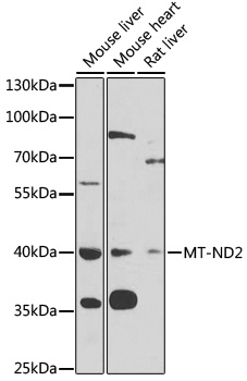 Western blot - MT-ND2 Polyclonal Antibody 