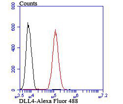 Fig6: Flow cytometric analysis of 293T cells with DLL4 antibody at 1/100 dilution (red) compared with an unlabelled control (cells without incubation with primary antibody; black). Alexa Fluor 488-conjugated goat anti-rabbit IgG was used as the secondary antibody.