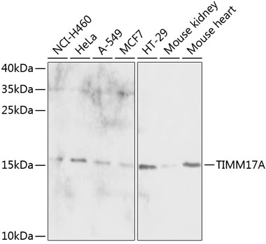 Western blot - TIMM17A Polyclonal Antibody 