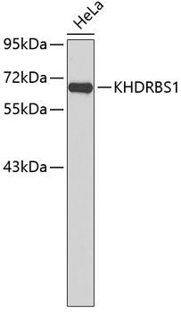 Western blot - KHDRBS1 Polyclonal Antibody 