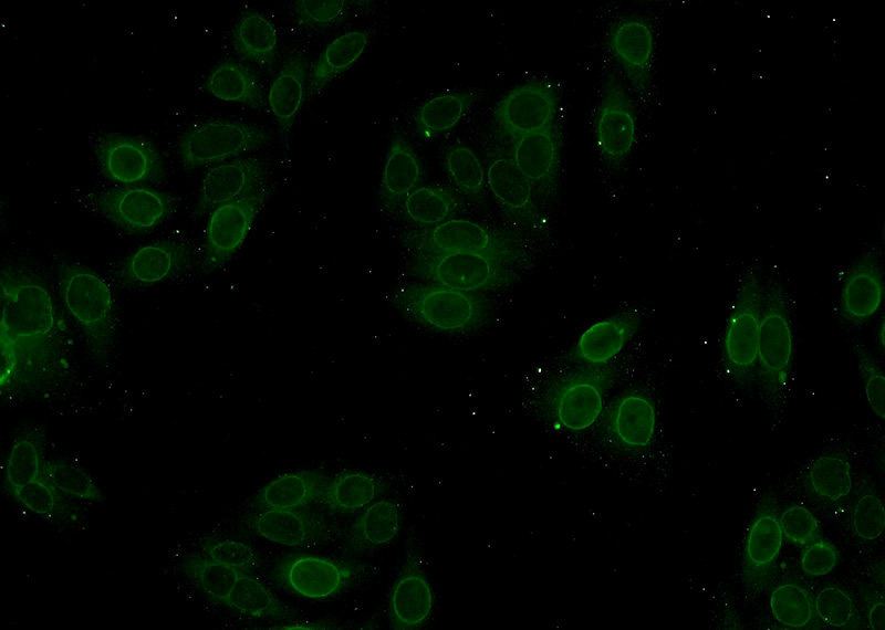 Immunofluorescent analysis of HepG2 cells using Catalog No:117327(Lamin A/C Antibody) at dilution of 1:50 and Alexa Fluor 488-congugated AffiniPure Goat Anti-Rabbit IgG(H+L)