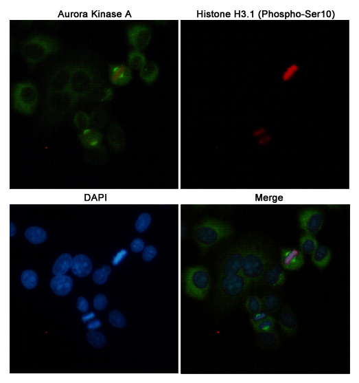 Immunofluorescent analysis of Hela cells labeled with Aurora Kinase A(200525,dilution 1:50) mouse mAb (green) and Histone H3.1 (Phospho-Ser10)(166882,dilution 1:100) Rabbit pAb (red). DAPI was used to stain nucleus(blue).