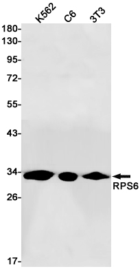 Western blot detection of RPS6 in K562,C6,3T3 cell lysates using RPS6 Rabbit pAb(1:1000 diluted).Predicted band size:29kDa.Observed band size:29kDa.