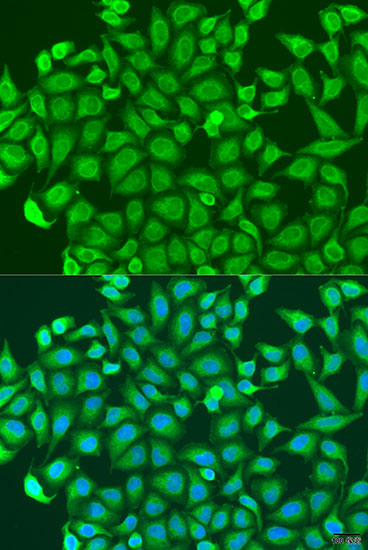 Immunofluorescence - PCDHA6 Polyclonal Antibody 