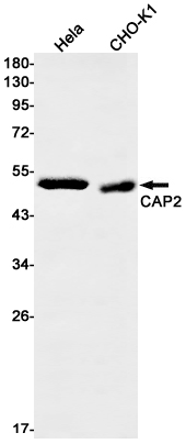Western blot detection of CAP2 in Hela,CHO-K1 cell lysates using CAP2 Rabbit mAb(1:1000 diluted).Predicted band size:53kDa.Observed band size:53kDa.