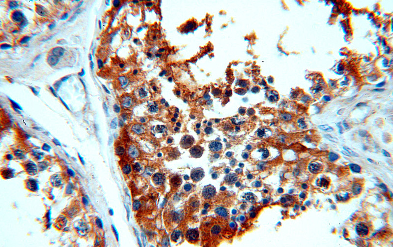 Immunohistochemical of paraffin-embedded human testis using Catalog No:114671(RDM1 antibody) at dilution of 1:100 (under 40x lens)
