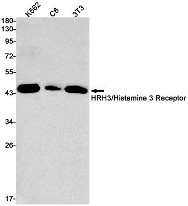 Western blot detection of HRH3/Histamine 3 Receptor in K562,C6,3T3 cell lysates using HRH3/Histamine 3 Receptor Rabbit pAb(1:1000 diluted).Predicted band size:49kDa.Observed band size:49kDa.