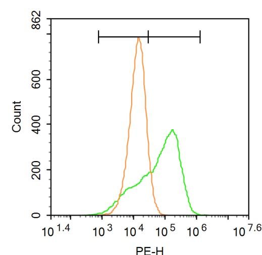 Fig4: Blank control: U937.; Primary Antibody (green line): Rabbit Anti-CXCR3 antibody ; Dilution: 1μg /10^6 cells;; Isotype Control Antibody (orange line): Rabbit IgG .; Secondary Antibody : Goat anti-rabbit IgG-PE; Dilution: 1μg /test.; Protocol; The cells were incubated in 5%BSA to block non-specific protein-protein interactions for 30 min at at room temperature .Cells stained with Primary Antibody for 30 min at room temperature. The secondary antibody used for 40 min at room temperature. Acquisition of 20,000 events was performed.