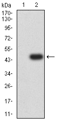 Fig2: Western blot analysis of BCL9L against HEK293 (1) and BCL9L (AA: 606-751)-hIgGFc transfected HEK293 (2) cell lysate. Proteins were transferred to a PVDF membrane and blocked with 5% BSA in PBS for 1 hour at room temperature. The primary antibody ( 1/500) was used in 5% BSA at room temperature for 2 hours. Goat Anti-Mouse IgG - HRP Secondary Antibody at 1:5,000 dilution was used for 1 hour at room temperature.