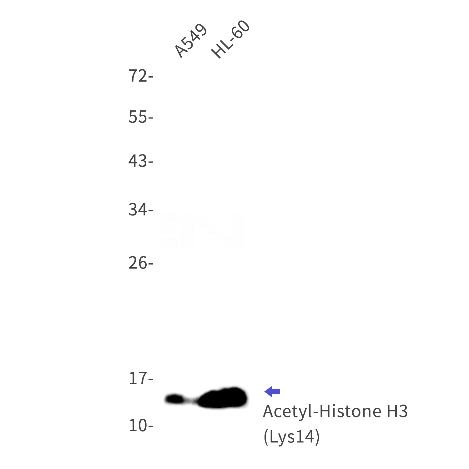 Western blot detection of Acetyl-Histone H3 (Lys14) in A549,HL-60 cell lysates using Acetyl-Histone H3 (Lys14) Rabbit mAb(1:1000 diluted).Observed band size:15kDa.