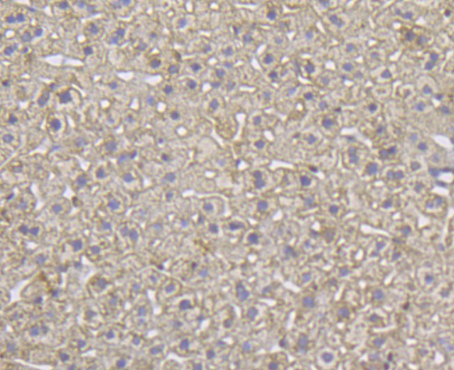Fig8: Immunohistochemical analysis of paraffin-embedded mouse liver tissue using anti-ITPR2 antibody. Counter stained with hematoxylin.
