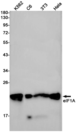 Western blot detection of eIF1A in K562,C6,3T3,Hela cell lysates using eIF1A Rabbit pAb(1:1000 diluted).Predicted band size:17kDa.Observed band size:17kDa.