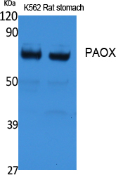 Fig1:; Western Blot analysis of extracts from rat stomach, K562 cells, using PAOX Polyclonal Antibody.. Secondary antibody（catalog#: HA1001) was diluted at 1:20000