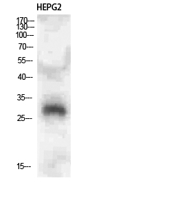 Fig1:; Western Blot analysis of HEPG2 cells using CLECSF6 Polyclonal Antibody diluted at 1:500. Secondary antibody（catalog#：HA1001) was diluted at 1:20000