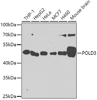 Western blot - POLD3 Polyclonal Antibody 