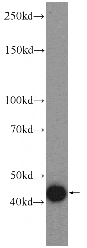 Recombinant protein were subjected to SDS PAGE followed by western blot with Catalog No:117197(BMP3 Antibody) at dilution of 1:1000