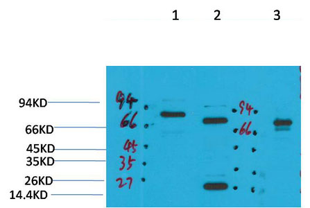 Fig1:; Western blot analysis of 1) Rat BrainTissue, 2)Mouse Brain Tissue, 3) HepG2 with KCNN2(SK2) Rabbit pAb diluted at 1:2,000.
