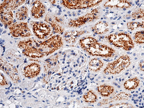 Cystatin C / CST3 Antibody, Rabbit MAb, Immunohistochemistry