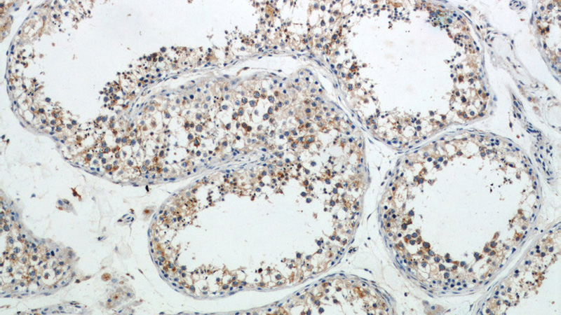 Immunohistochemistry of paraffin-embedded human testis slide using Catalog No:107450(PAIP1 Antibody) at dilution of 1:50