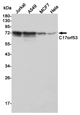 Western blot detection of C17orf53 in Jurkat,A549,MCF7 and Hela cell lysates using C17orf53 mouse mAb (1:1000 diluted).Predicted band size:70KDa.Observed band size:70KDa.