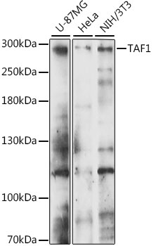 Western blot - TAF1 Polyclonal Antibody 